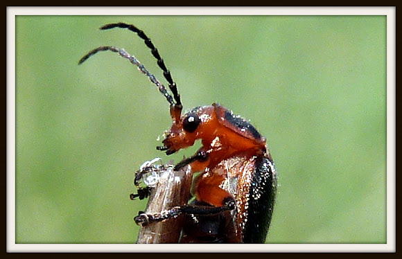 Spotting Image 1
