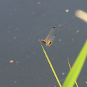 Yellow-striped Flutterer Dragonfly