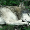 Timber Wolf