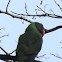 Slaty-headed Parakeet