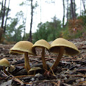 Hypholoma capnoides