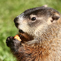 Groundhog