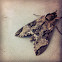 Privet Hawk Moth