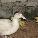 Muscovy Duck