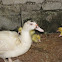 Muscovy Duck