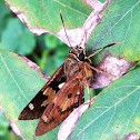 Skipper