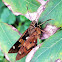 Skipper