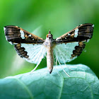 Maruca Pod Borer, Bean Pod Borer, Soybean Pod Borer, Mung Moth or Legume Pod Borer