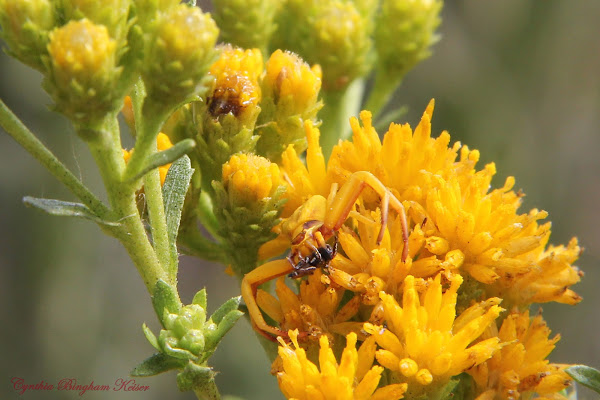 Goldenrod Crab Spider | Project Noah