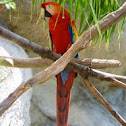 Scarlet Macaw