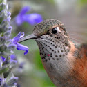 Broad-Tailed Hummingbird