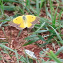 Clouded Sulphur