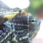 Red-eared Slider