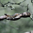 Brown Water Snake