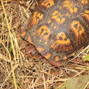 Eastern Box Turtle