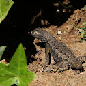 (Severed Tail) Great Basin Fence Lizard