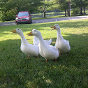 Pekin (Domestic) Duck
