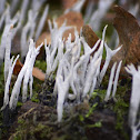 Candlestick Fungi