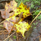 Red-spotted newt
