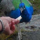 Indian Peacock