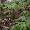 Mayapple