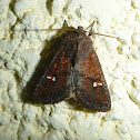 Moth