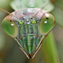 Praying Mantis