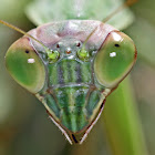 Praying Mantis
