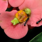 ant