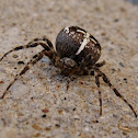 Common House Spider