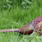 Common pheasant