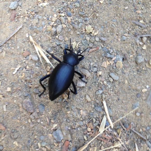 Spotting Image 1