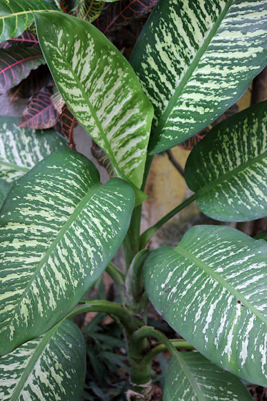 Spotting Image 1