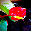 Anthurium