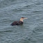 Common Loon