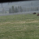 Bison