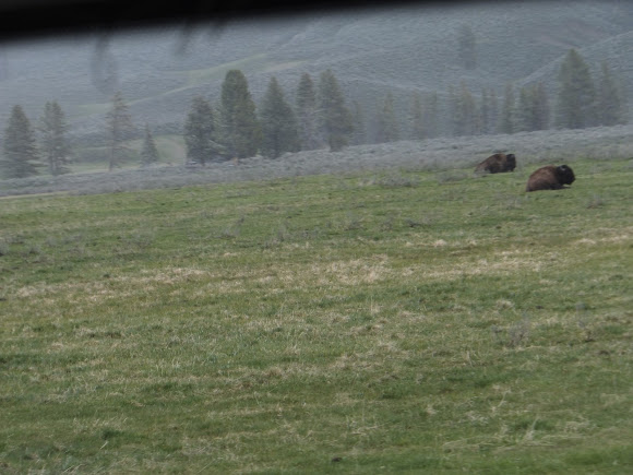 Spotting Image 1