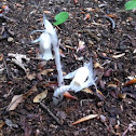 Indian Pipe