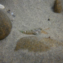 Woolly Sculpin