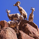 Borrego bighorn sheep