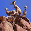 Borrego bighorn sheep