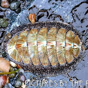 Chiton