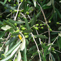 Green olives