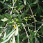 Green olives