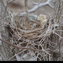 Bird nest