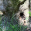 Bee colony