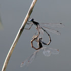 Spreadwing Damselflies (Mating)