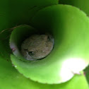 Cuban tree frog