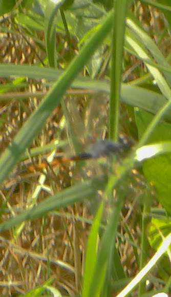 Spotting Image 1