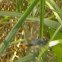 Dragonflys